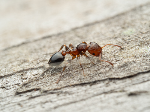 Podomyrma nitidaPodomyrma nitida