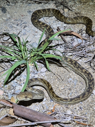 Australian Scrub Python sighting