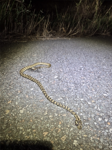 Coastal Carpet Python sighting