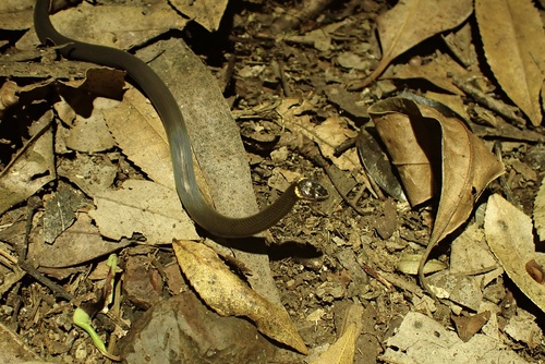 Southern Dwarf Crowned Snake sighting