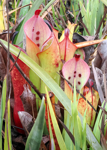 Pico da Neblina marsh pitcher (Heliamphora ceracea)