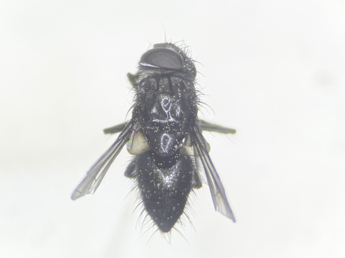 Paratryphera minor