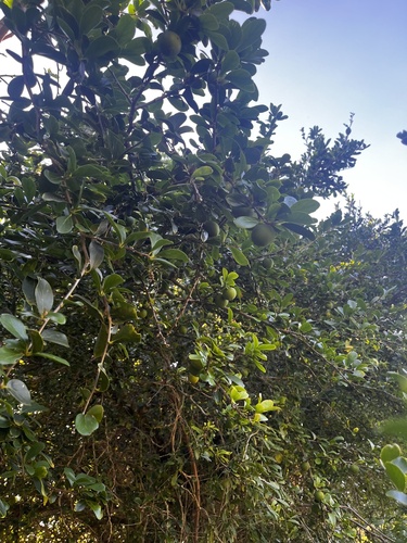 Kei-apple