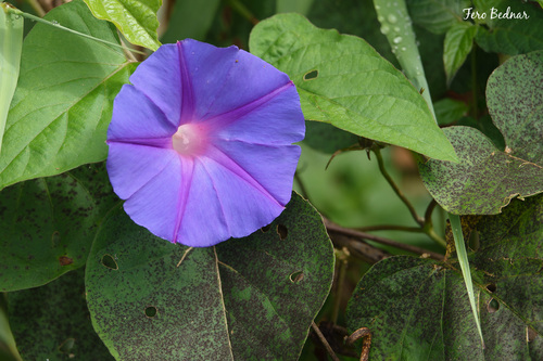 Ipomoea indica