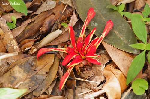 Etlingera coccinea