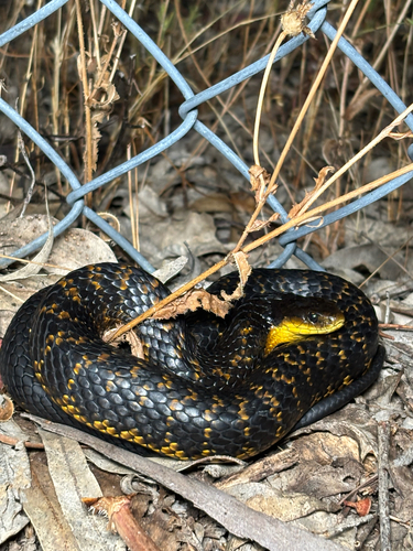 Western Tiger Snake sighting