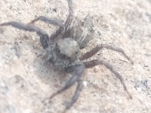 Pantropical Jumping Spider