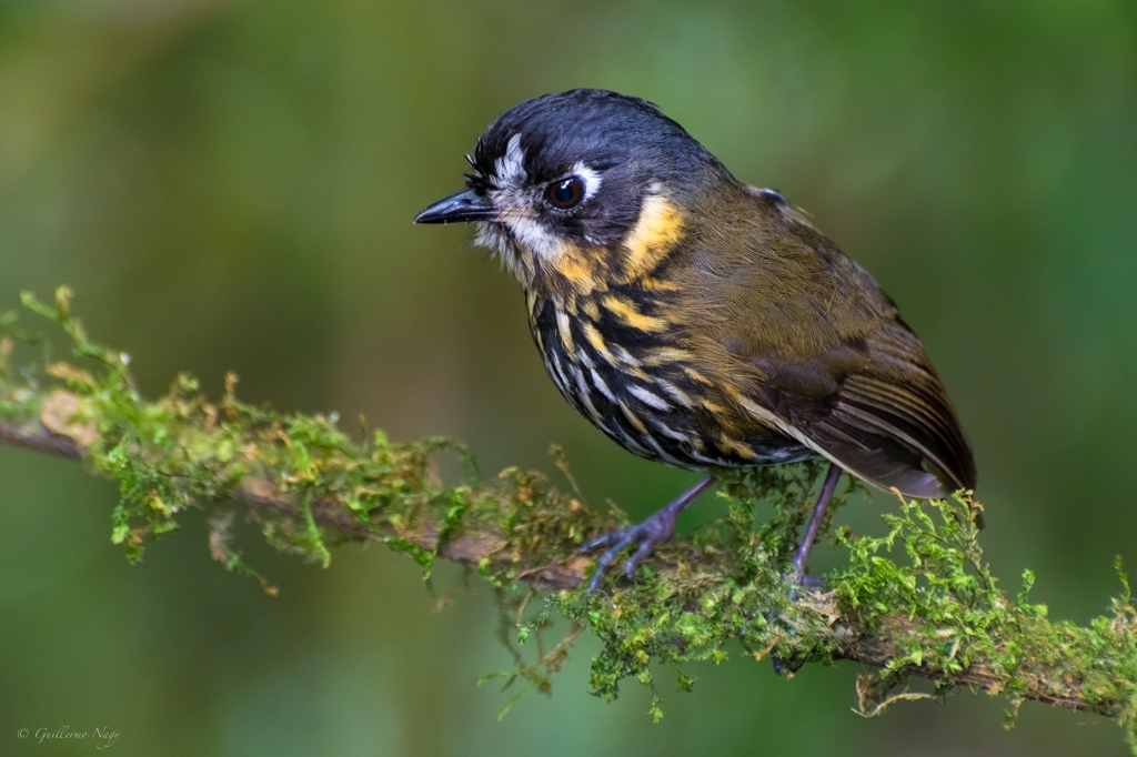 Crescent-faced Antpitta photo