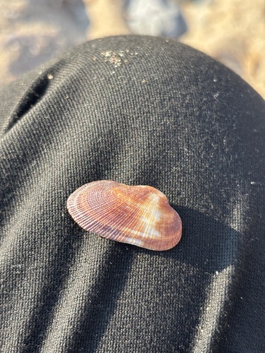 Barbatia barbata