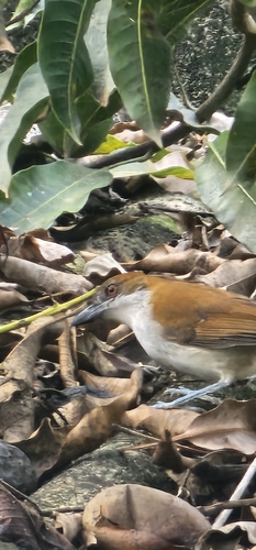 Great Antshrike