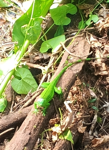 Green Iguana