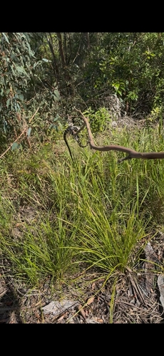 Stephens' Banded Snake sighting