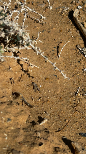 Cornifrons ulceratalis