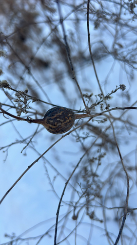 Unknown species found near W River Dr, Stevens Point, WI, US