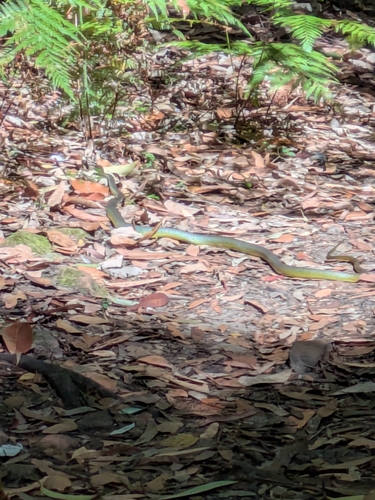 Common Tree Snake sighting