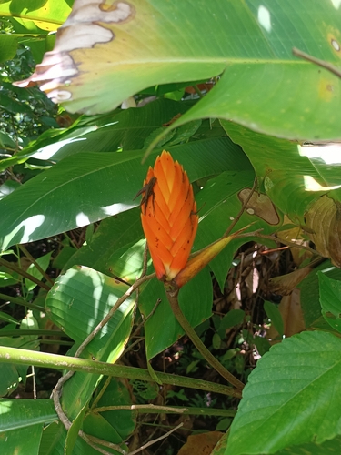 Heliconia episcopalis