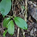 Hoya australis australis - Photo (c) Julian Radford-Smith, all rights reserved, uploaded by Julian Radford-Smith