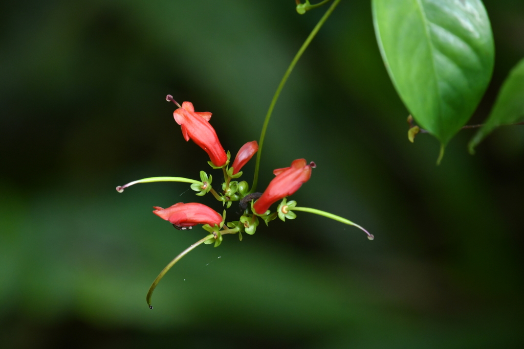 Aeschynanthus moningeriae (Aeschynanthus moningeriae)