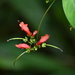 Aeschynanthus moningerae - Photo (c) HUANG QIN, all rights reserved, uploaded by HUANG QIN