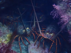 California spiny lobster