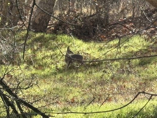 iNaturalist observation 2025-12-15