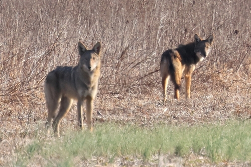 Red Wolf observed by nick_asreen
