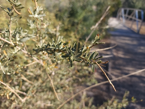 iNaturalist observation 2025-12-11