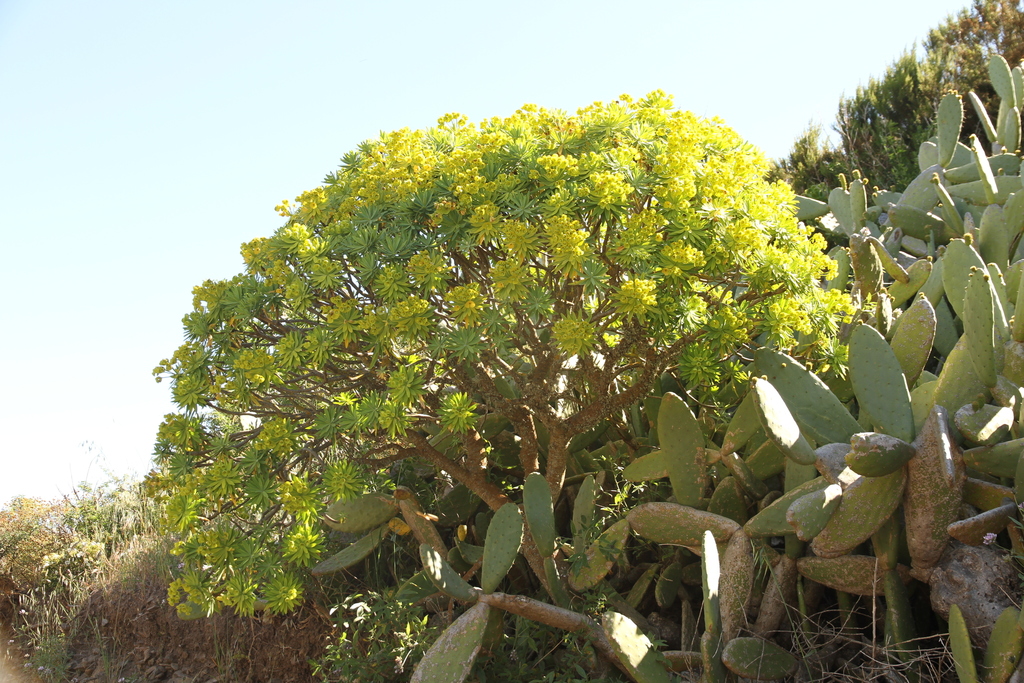 Tabaiba majorera