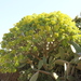 Euphorbia bourgaeana - Photo 由 Thomas Silberfeld 所上傳的 (c) Thomas Silberfeld，保留所有權利