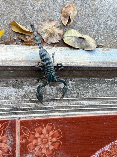 Laotian Giant Scorpion