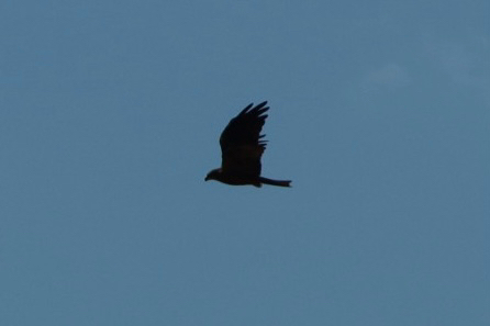 Black Kite