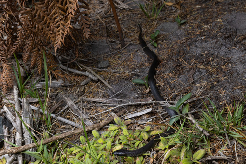Eastern Small-eyed Snake sighting