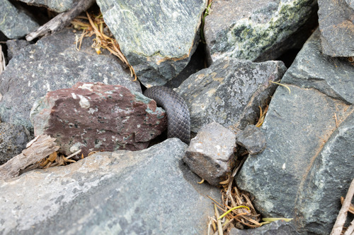 Eastern Small-eyed Snake sighting