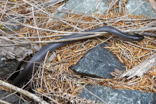 Eastern Small-eyed Snake sighting
