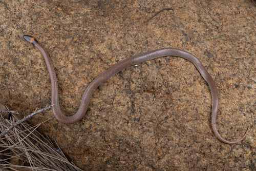 Red-naped Snake sighting