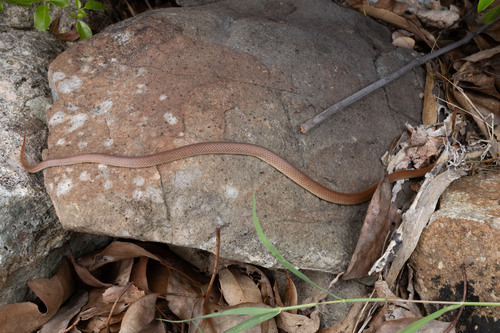 Red-naped Snake sighting