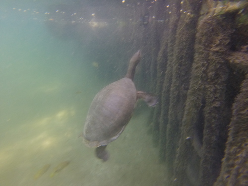 Central American River Turtle