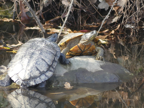 Trachemys scripta