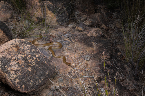 Mulga Snake sighting