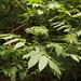 Sambucus palmensis - Photo (c) Thomas Silberfeld, όλα τα δικαιώματα διατηρούνται, uploaded by Thomas Silberfeld