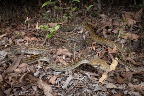 Australian Scrub Python sighting