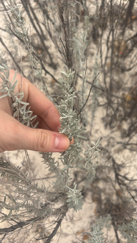 iNaturalist observation 2025-12-15