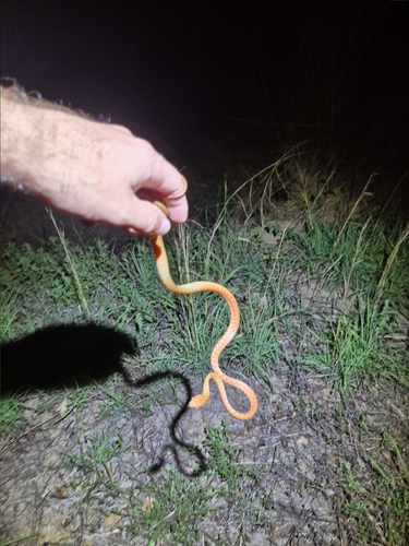 Brown Tree Snake sighting