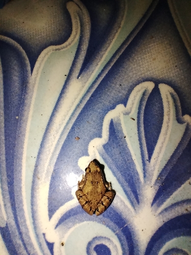 Mukhlesur's Narrow-mouthed Frog