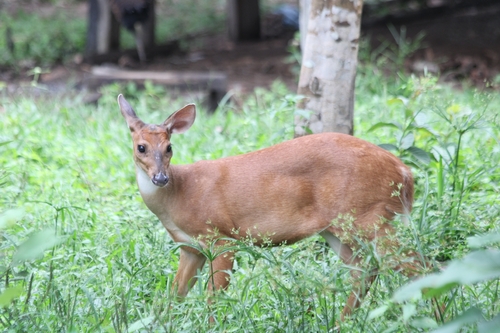 Northwestern Red Brocket