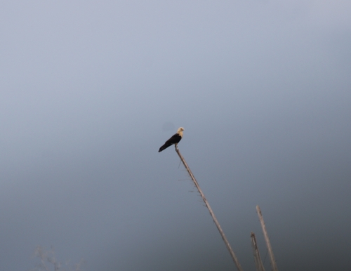 Yellow-headed Caracara