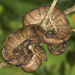 Ringed Tree Boa - Photo (c) J.P. Lawrence, all rights reserved