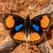 Blue-spot Pansy - Photo (c) Rogério Ferreira, all rights reserved, uploaded by Rogério Ferreira
