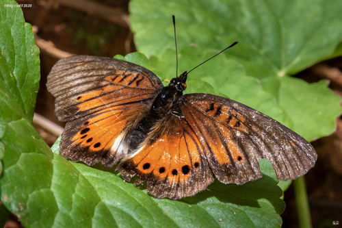 Blue-spot Pansy