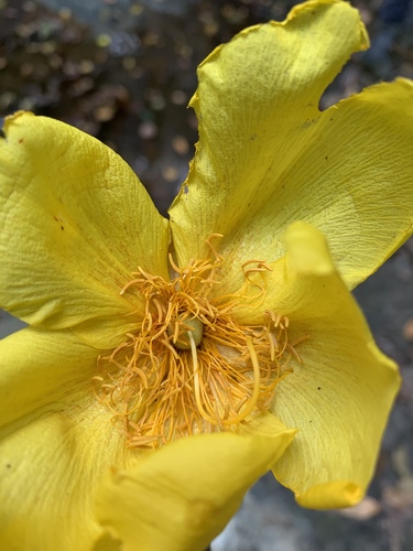 Buttercup Tree